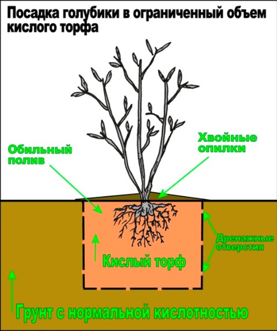 Схема посадки корневого сельдерея в открытый грунт